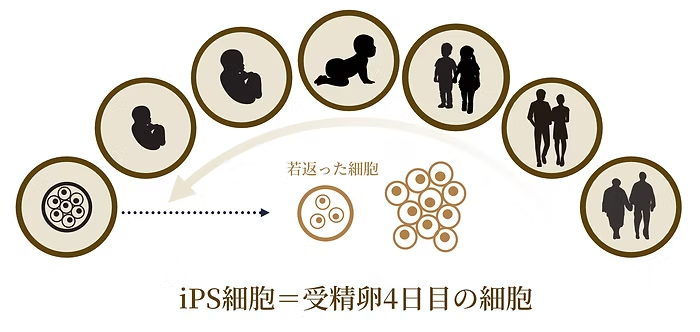 iPS細胞